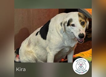 Kira sucht ein Zuhause