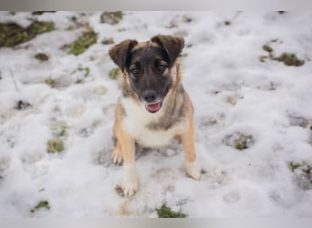 Suki- Schäfermix sucht ein Zuhause
