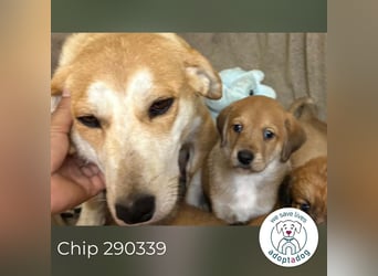 Chip 290339 sucht ein Zuhause