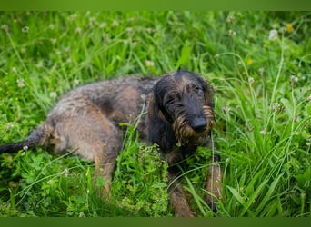 Friedrich sucht ein Zuhause