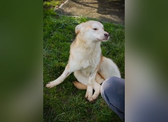 Viola sucht ein Zuhause