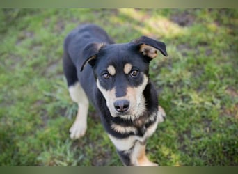 Chip 271760 sucht ein Zuhause