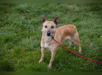 Chip 255040 sucht ein Zuhause