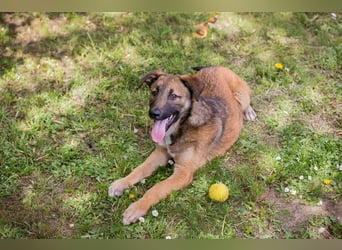 Chip 267512 sucht ein Zuhause