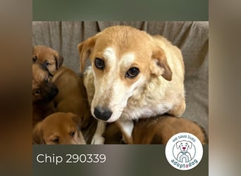 Chip 290339 sucht ein Zuhause