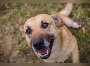 Chip 267225 sucht ein Zuhause