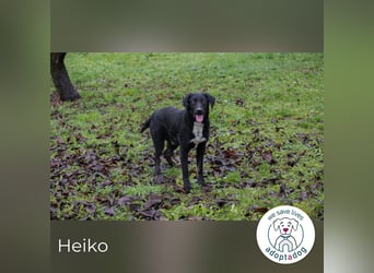 Heiko 259958 sucht ein zu Hause