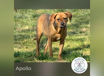 Apollo 244315 sucht ein zu Hause