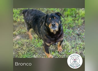 Bronco sucht ein Zuhause