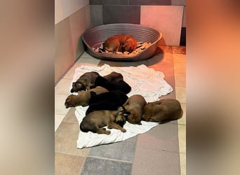 Hazel: Freundlich und voller Hoffnung