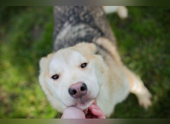 Viola sucht ein Zuhause