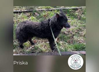 Priska: Für Menschen mit Herz und Hundeverstand