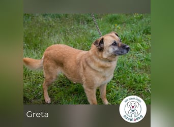 Greta 214599 sucht ein zu Hause