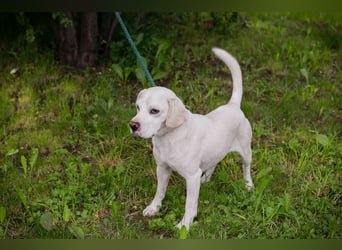 Chip 283414 sucht ein Zuhause