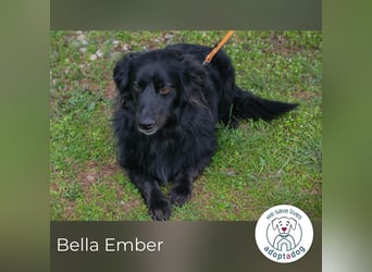 Bella Ember sucht ein Zuhause