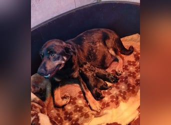 Ida sucht ein Zuhause