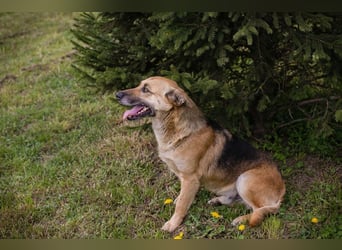 Chip 267225 sucht ein Zuhause