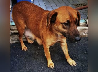 Hazel: Freundlich und voller Hoffnung