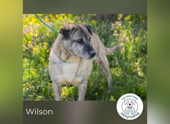 Wilson 203705 sucht ein zu Hause
