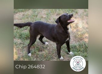 Chip 264832 sucht ein Zuhause