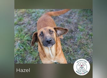 Hazel 258207 sucht ein zu Hause
