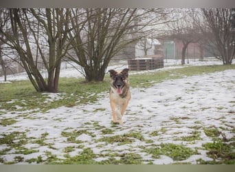 Suki- Schäfermix sucht ein Zuhause