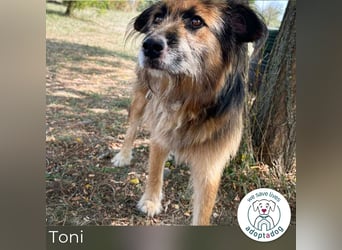 Toni 212944 sucht ein zu Hause