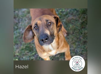 Hazel 258207 sucht ein zu Hause