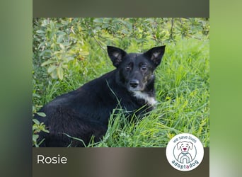 Rosie: sucht ein Zuhause