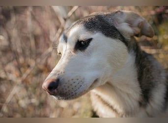 Chip 272130 sucht ein Zuhause