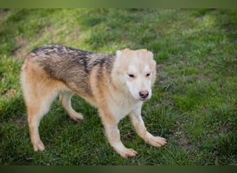 Viola sucht ein Zuhause