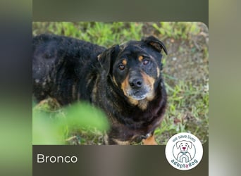 Bronco sucht ein Zuhause