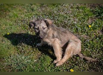 Chip 269459 sucht ein Zuhause