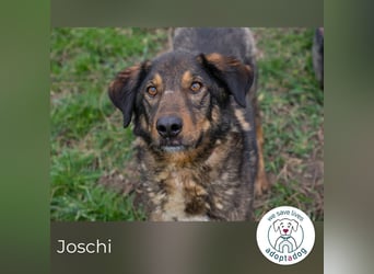 Joschi: Vertrauen durch Geduld