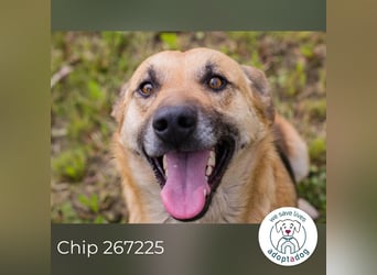 Chip 267225 sucht ein Zuhause