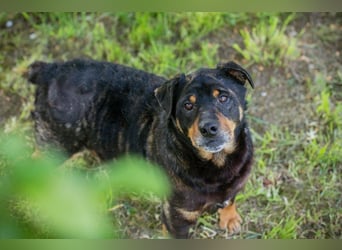 Bronco sucht ein Zuhause