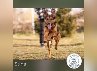 Stina 159306 sucht ein zu Hause