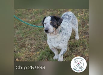 Chip 263693 sucht ein Zuhause