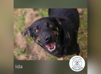 Ida sucht ein Zuhause