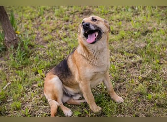 Chip 267225 sucht ein Zuhause