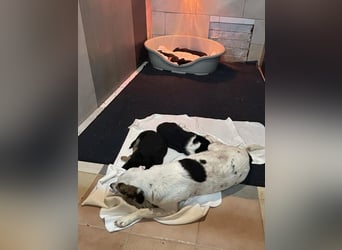 Kira sucht ein Zuhause