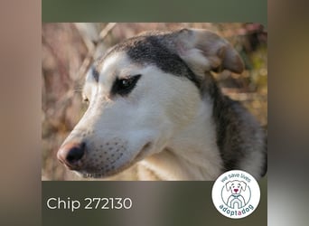 Chip 272130 sucht ein Zuhause