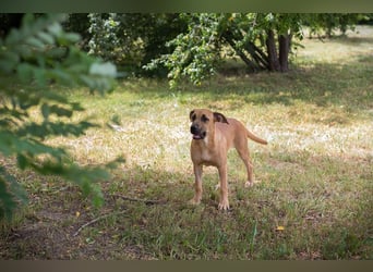 Lieschen sucht ein Zuhause