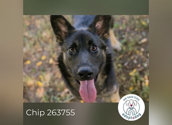 Chip 263755 sucht ein Zuhause