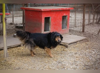 Lennox: treuer Begleiter sucht Familie