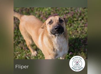 Fliper sucht ein Zuhause