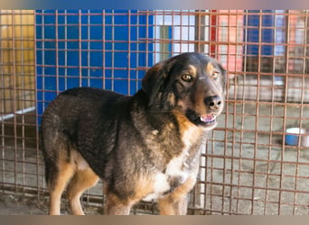 Joschi: Vertrauen durch Geduld