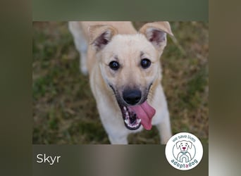 Skyr sucht ein Zuhause