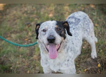 Chip 263693 sucht ein Zuhause