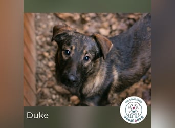Duke 259586 sucht ein zu Hause